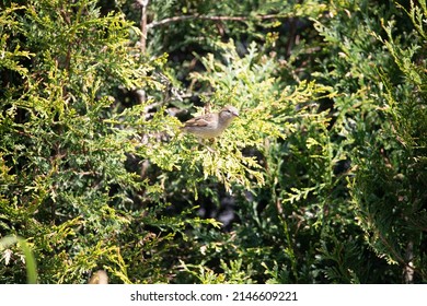 Great British Garden Birds Spring