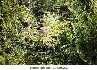 Great British Garden Birds Spring