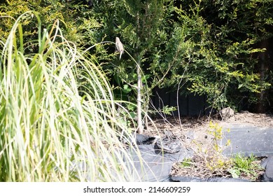 Great British Garden Birds Spring