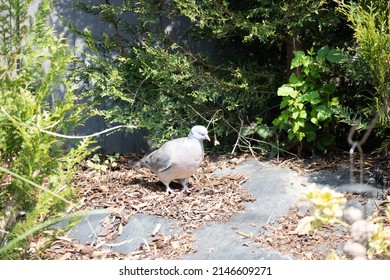 Great British Garden Birds Spring