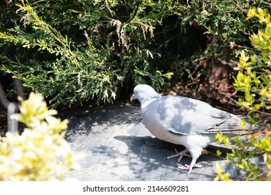 Great British Garden Birds Spring