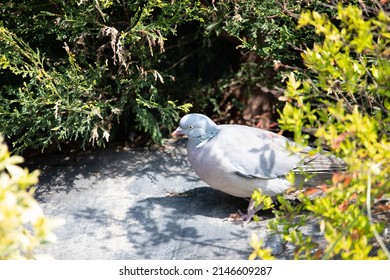 Great British Garden Birds Spring