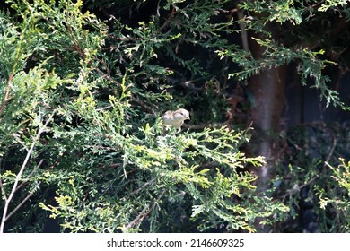 Great British Garden Birds Spring