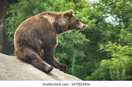Great Brown Bear Sitting In A Funny Pose On A Hill In A Forest.