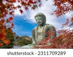 the Great Buddha Daibutsu know as Ancient bronze statue  and autumn maple leaf, Kotoku-in temple, Japan, Asia.