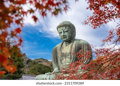 the Great Buddha Daibutsu know as Ancient bronze statue  and autumn maple leaf, Kotoku-in temple, Japan, Asia.