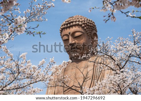 Great Buddha statue in cherry blosson season, Shūraku Park, Japan.