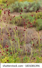 Great Burnet Plants In The Garden