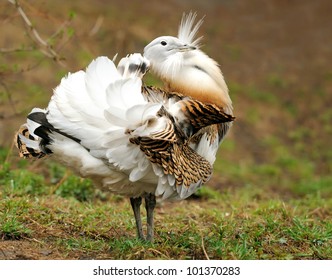 Great Bustard