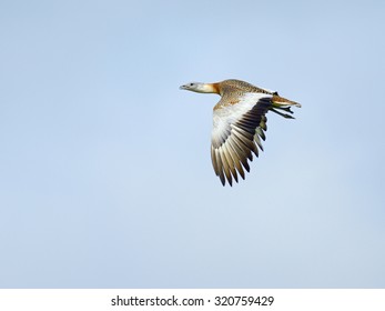 Great Bustard