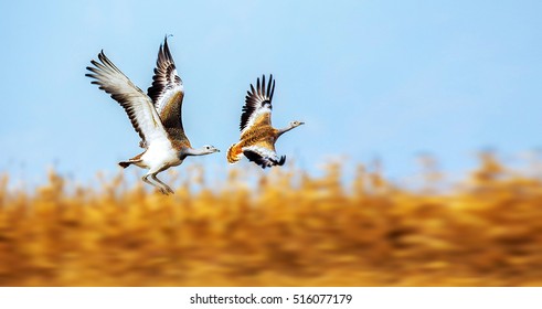 Great Bustard