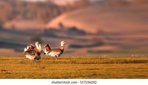 Great Bustard