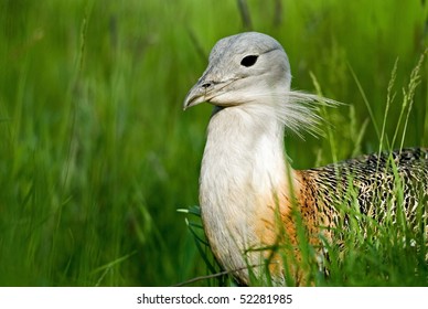 Great Bustard