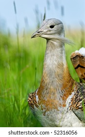 Great Bustard