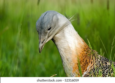 Great Bustard