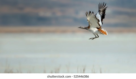 Great Bustard