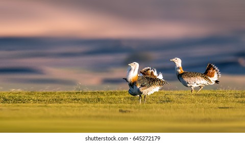 Great Bustard