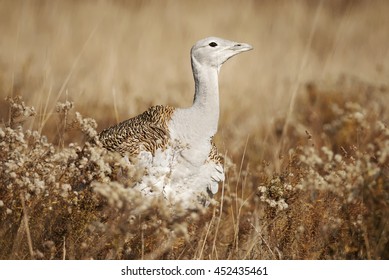 Great Bustard, Otis Tarda, Hungary, Europe