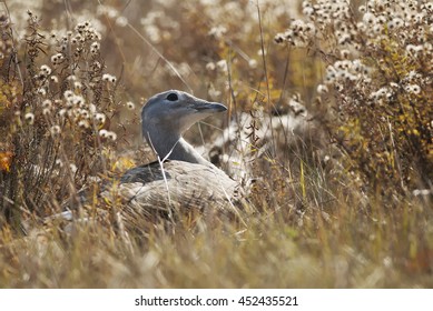 Great Bustard, Otis Tarda, Hungary, Europe