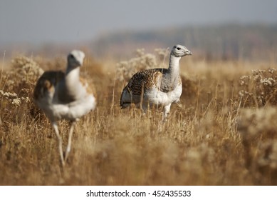 Great Bustard, Otis Tarda, Hungary, Europe