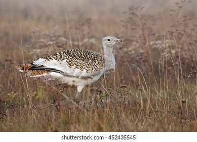 Great Bustard, Otis Tarda, Hungary, Europe