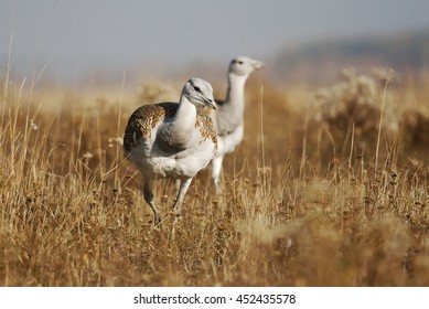 Great Bustard, Otis Tarda, Hungary, Europe