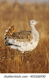 Great Bustard, Otis Tarda, Hungary, Europe