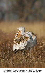 Great Bustard, Otis Tarda, Hungary, Europe