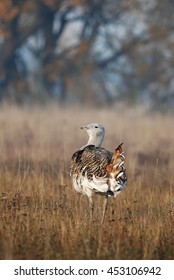 Great Bustard, Otis Tarda, Hungary, Europe