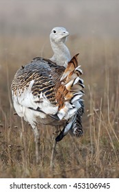 Great Bustard, Otis Tarda, Hungary, Europe