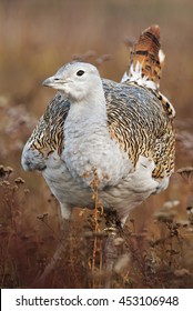 Great Bustard, Otis Tarda, Hungary, Europe