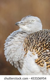 Great Bustard, Otis Tarda, Hungary, Europe