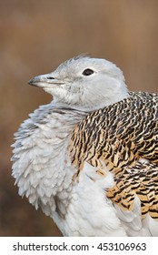 Great Bustard, Otis Tarda, Hungary, Europe