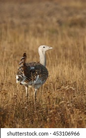 Great Bustard, Otis Tarda, Hungary, Europe