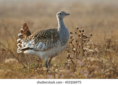 Great Bustard, Otis Tarda, Hungary, Europe