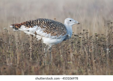 Great Bustard, Otis Tarda, Hungary, Europe