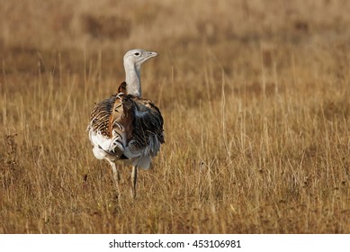 Great Bustard, Otis Tarda, Hungary, Europe