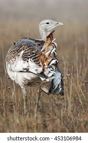 Great Bustard, Otis Tarda, Hungary, Europe