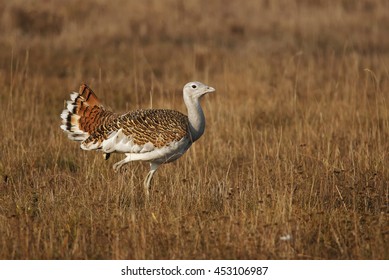 Great Bustard, Otis Tarda, Hungary, Europe