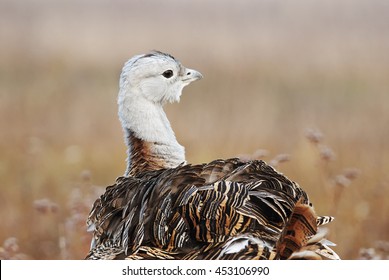 Great Bustard, Otis Tarda, Hungary, Europe