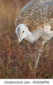 Great Bustard, Otis Tarda, Hungary, Europe