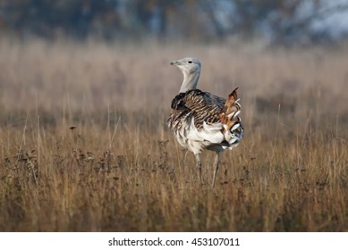 Great Bustard, Otis Tarda, Hungary, Europe