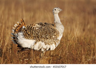 Great Bustard, Otis Tarda, Hungary, Europe