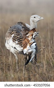 Great Bustard, Otis Tarda, Hungary, Europe