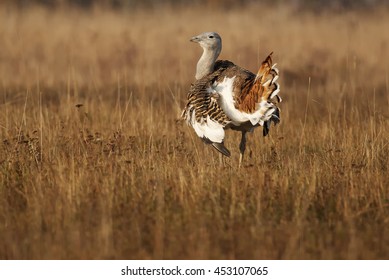 Great Bustard, Otis Tarda, Hungary, Europe