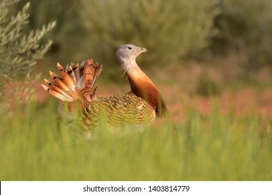 Great Bustard ( Otis Tarda ) Spain