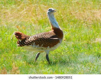 A Great Bustard Walks On A Grassy Field In Portugal