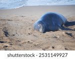 The great California elephant seal (Mirounga angustirostris)