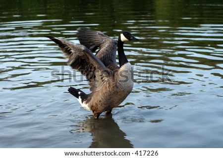 Great Canada goose