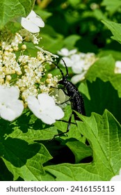 Great capricorn beetle (Cerambyx cerdo, Cerambyx longicorn) having long antennas and legs, black robust body with glossy chitin exoskeleton. Big insect eating pollen from viburnum blossom, side view.